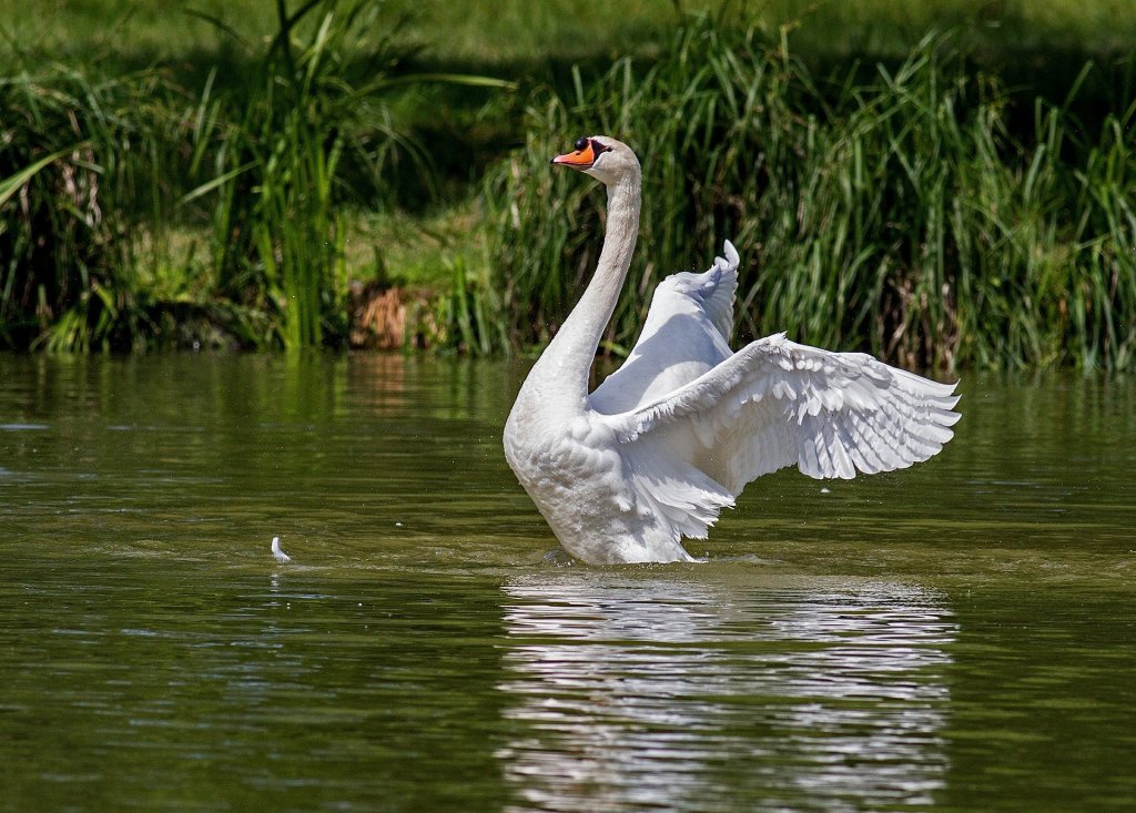 Fast DSLR shutter speed photo of a Swan.